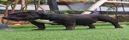 American Bully dogs for sale: American pocket bully Adult female  - Advert 2