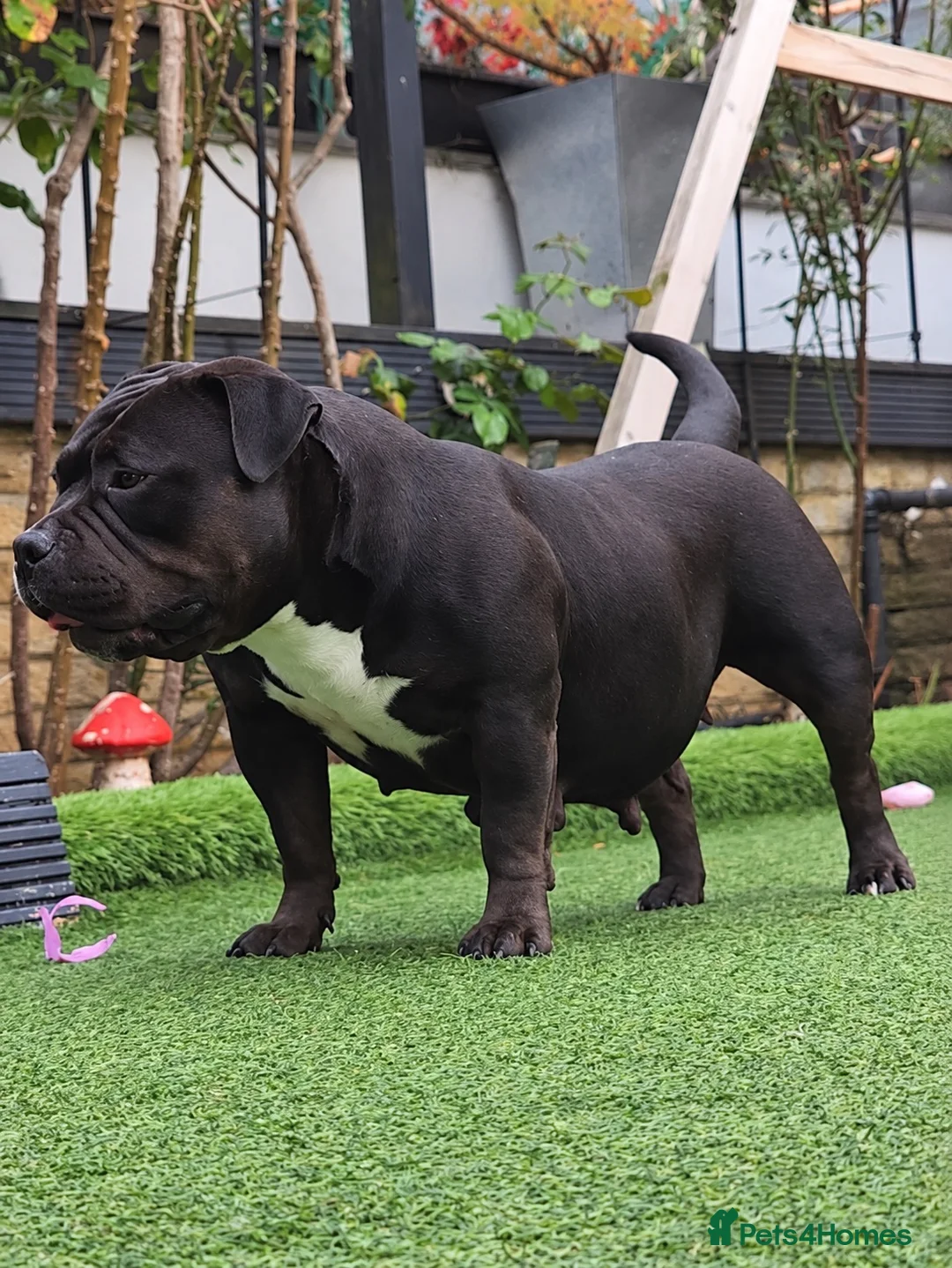 American Bully dogs for sale: American pocket bully Adult female  - Advert 2