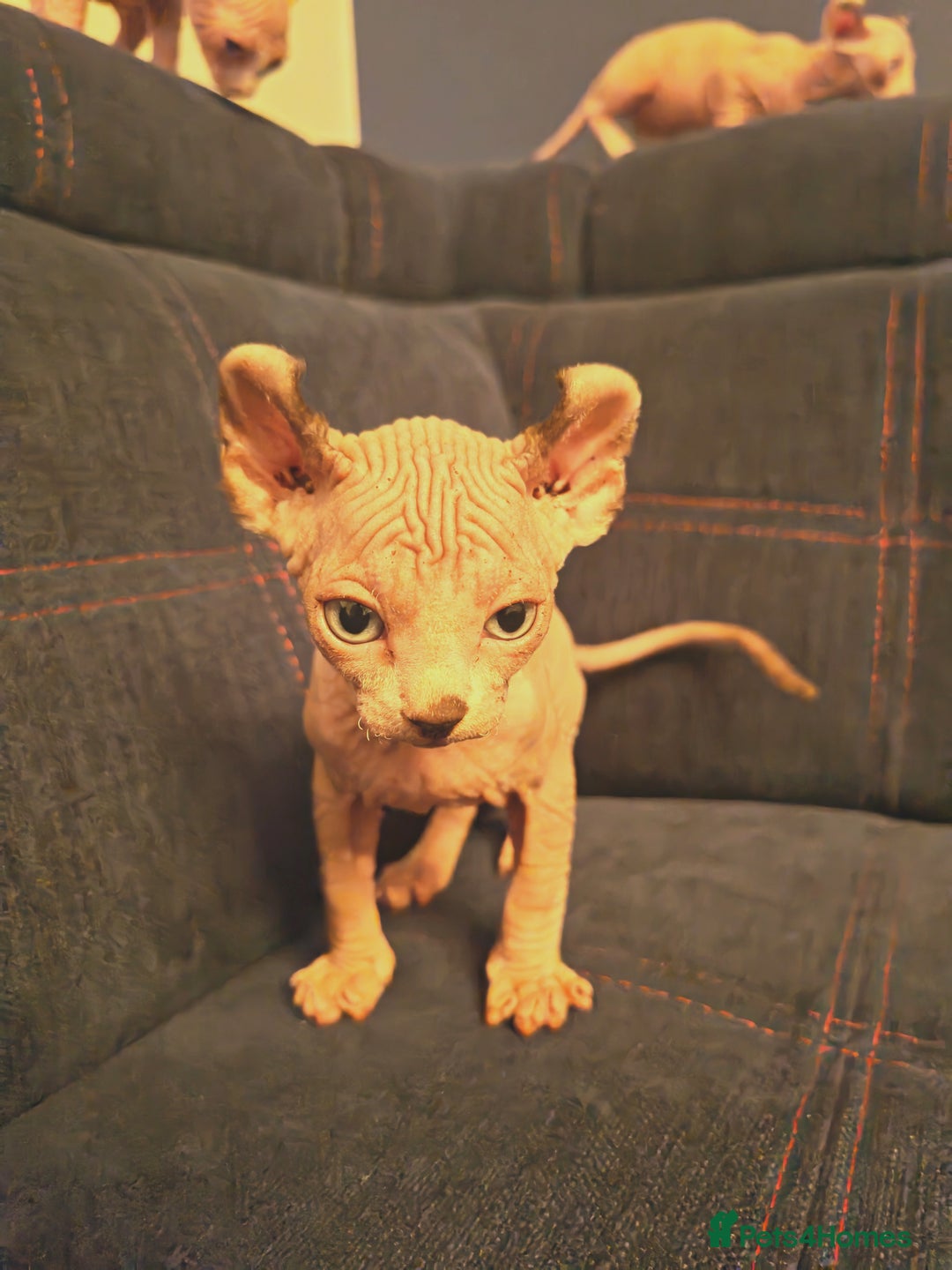 Sphynx cats for sale: Beautiful Pure Sphynx Kittens – Ready Now! - Image 17