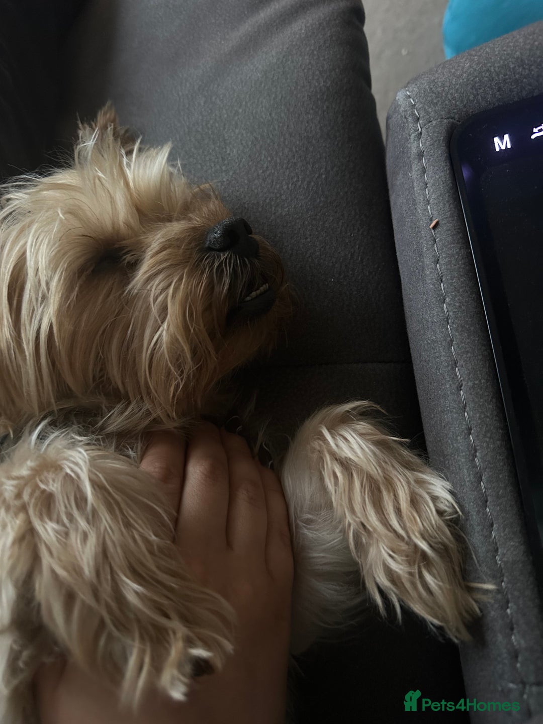 Yorkshire Terrier dogs for stud: Beautiful Yorkie Stud Dog Available in Wigan - Image 3