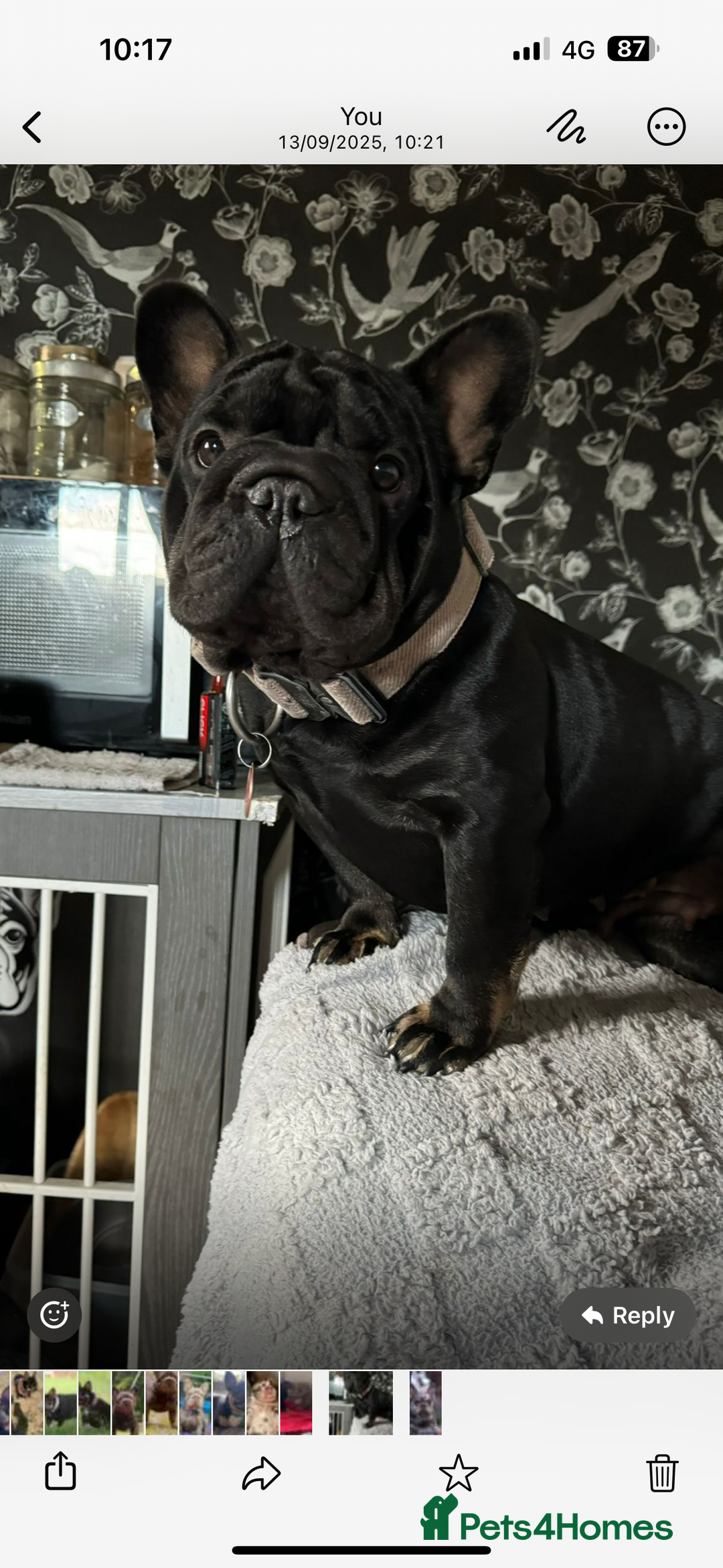 French Bulldog dogs for sale: Stunning litter of frenchies  - Advert 1