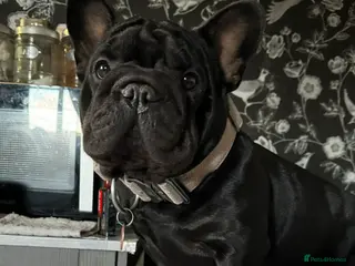 French Bulldog dogs Stunning litter of frenchies - Advert 16