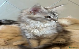 Maine Coon cats for sale: Maine coon female  - Image 4