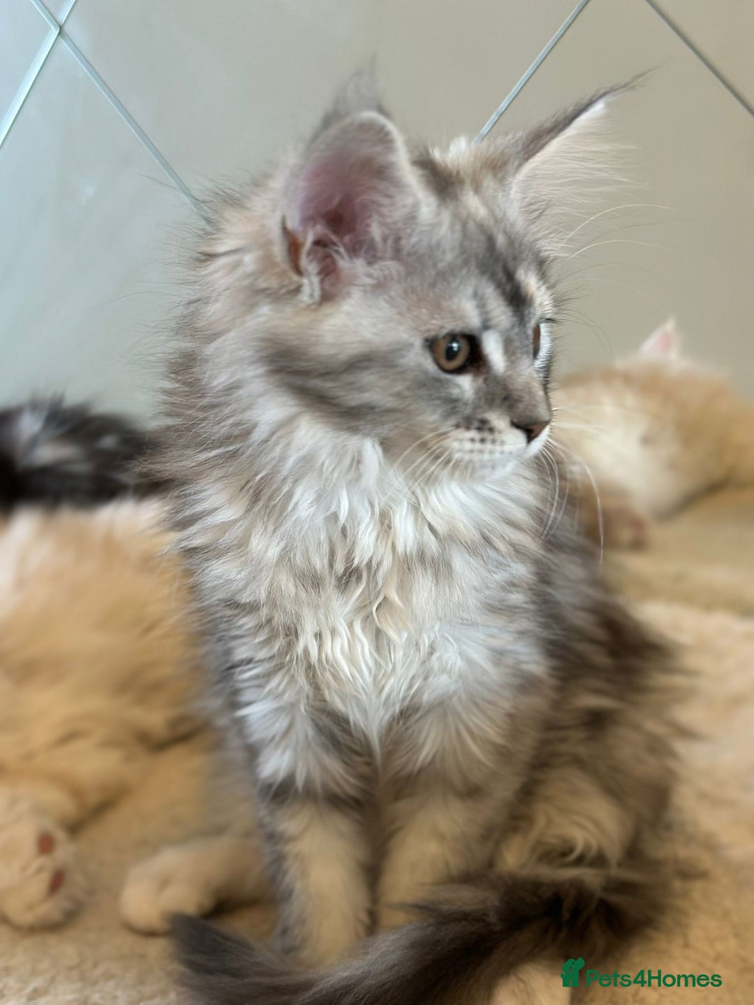 Maine Coon cats for sale: Maine coon female  - Image 4