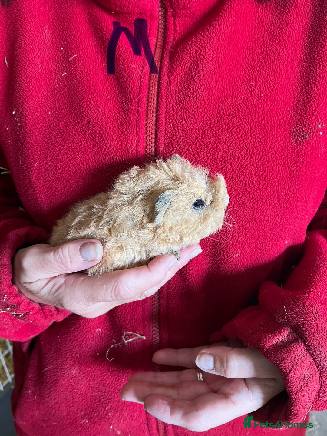 Guinea Pig rodents for sale: Texel and Lunkarya Guinea Pigs - Image 3