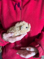 Guinea Pig rodents - Advert 6