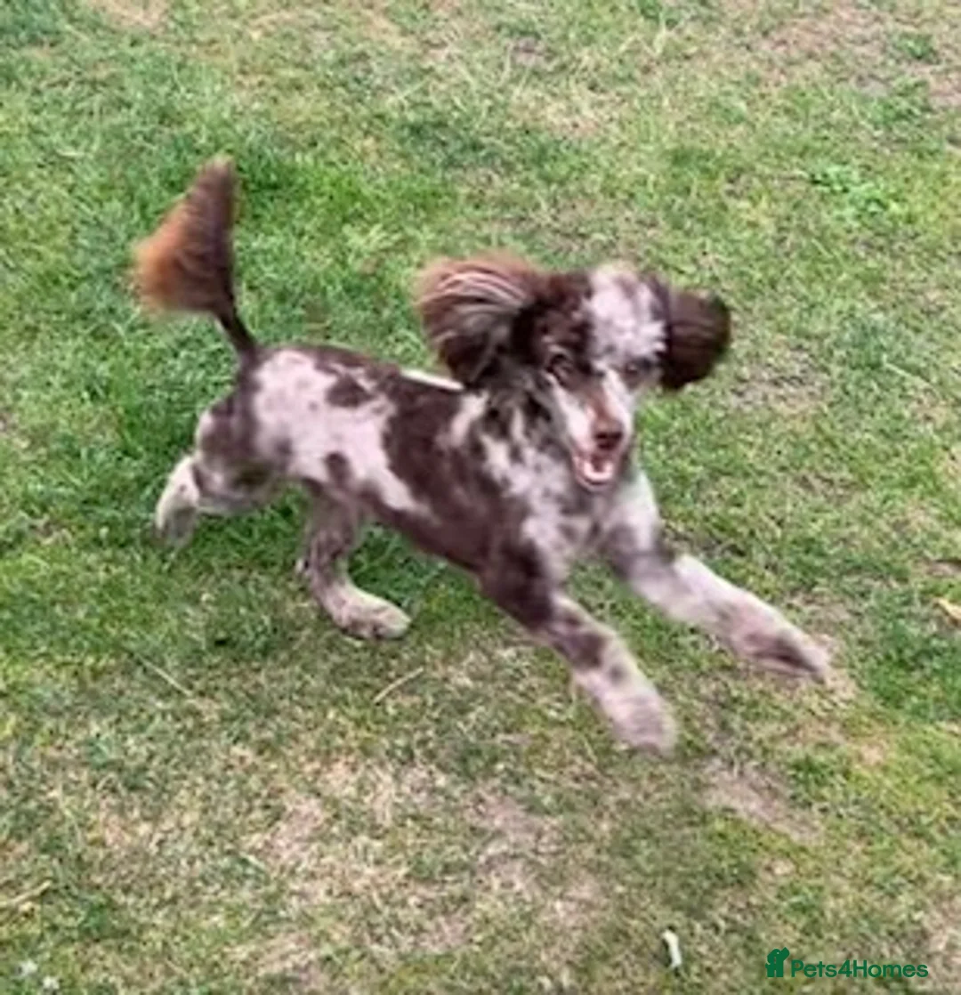 Toy Poodle dogs for stud: STUNNING Health Tested Toy Poodle for STUD - Advert 26