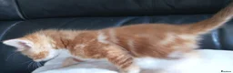 Mixed Breed cats for sale:  7 weeks old Gorgeous kittens  - Advert 6