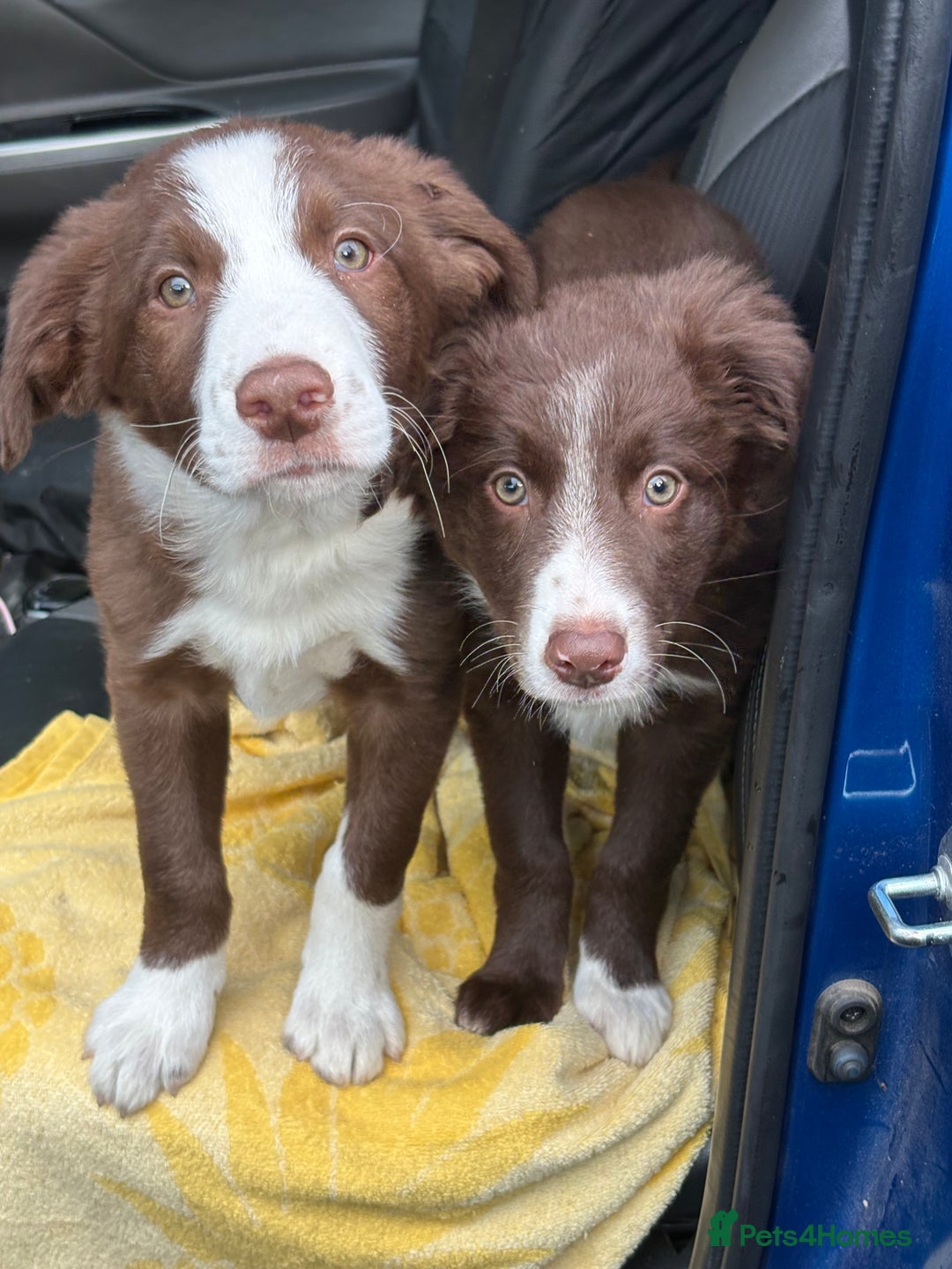 Border Collie dogs for stud: Red dog for stud - Advert 2