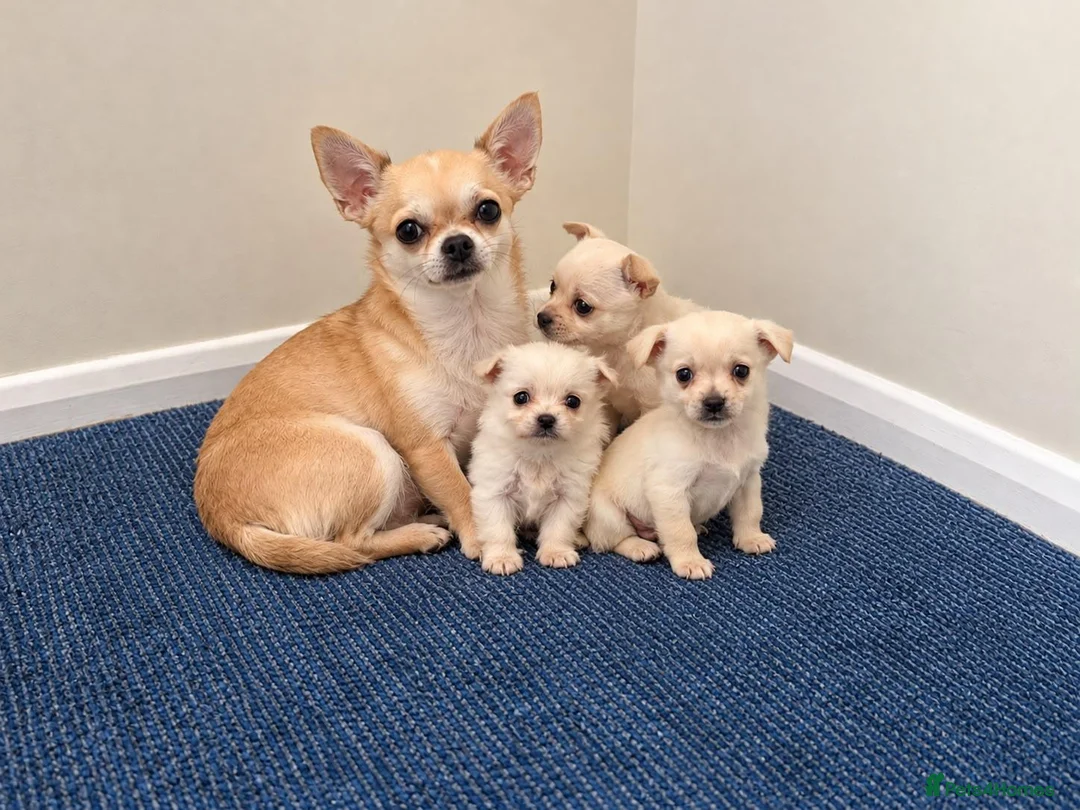 Chihuahua dogs for sale: Chihuahua puppies  in Glasgow - Advert 2