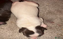 Cocker Spaniel dogs for sale: KC FTCH working cocker spaniel puppy’s  - Image 13