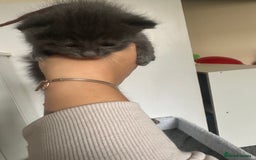 Maine Coon cats for sale: Kittens  - Image 22