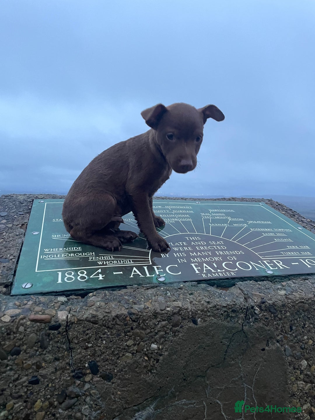 Patterdale Terrier dogs for sale: Parrerdale - Image 6