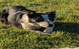 Border Collie dogs for sale: Abi isds reg - Image 9