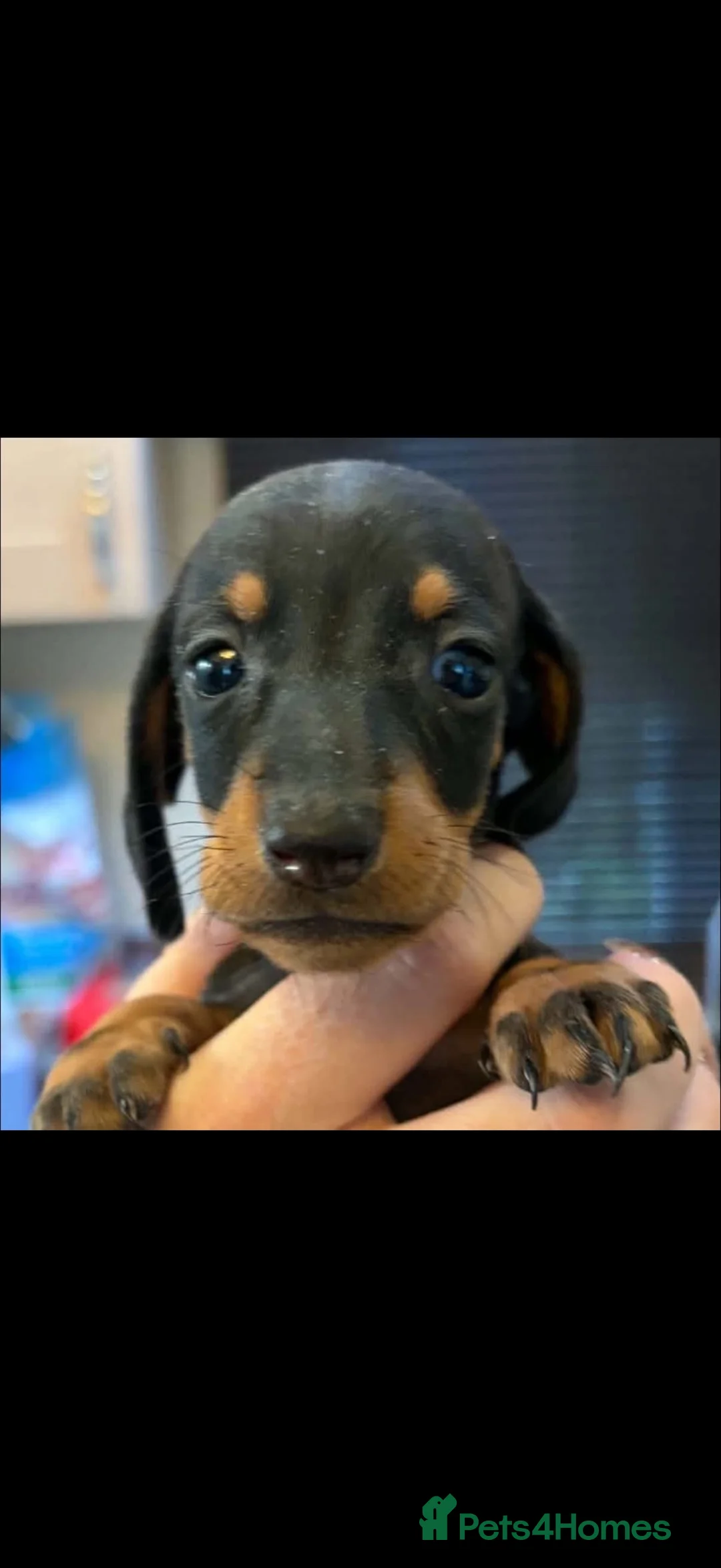 Miniature Dachshund dogs for sale: Miniature dachshund  in Driffield - Advert 2