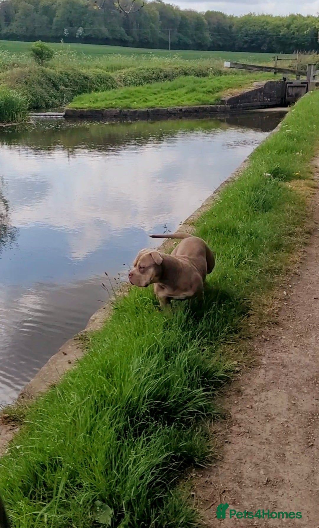 American Bully dogs for sale: Jasmine (Jaz) 3 year old female pocket bully  - Advert 8