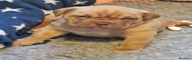 Dogue De Bordeaux Puppy 1