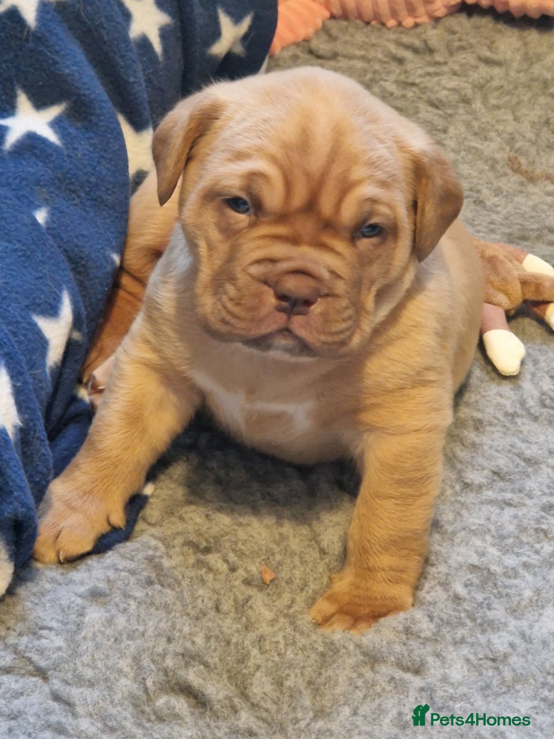 Dogue De Bordeaux dogs for sale: 4 week Douge de Bordeaus puppy  - Advert 6