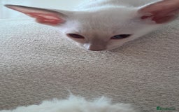 Siamese cats for sale: Buster - Image 2