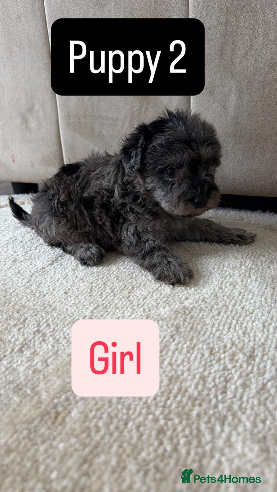Mixed Breed dogs for sale: Schnoodle puppies for sale  - Advert 29