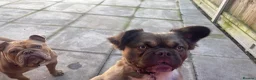 French Bulldog dogs for sale: 🏡 Looking for a 5⭐️ Home for Our Beautiful Boy - Advert 5
