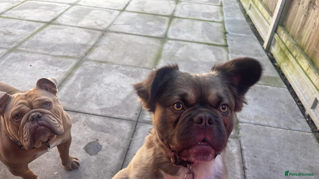 French Bulldog dogs for sale: 🏡 Looking for a 5⭐️ Home for Our Beautiful Boy - Advert 5