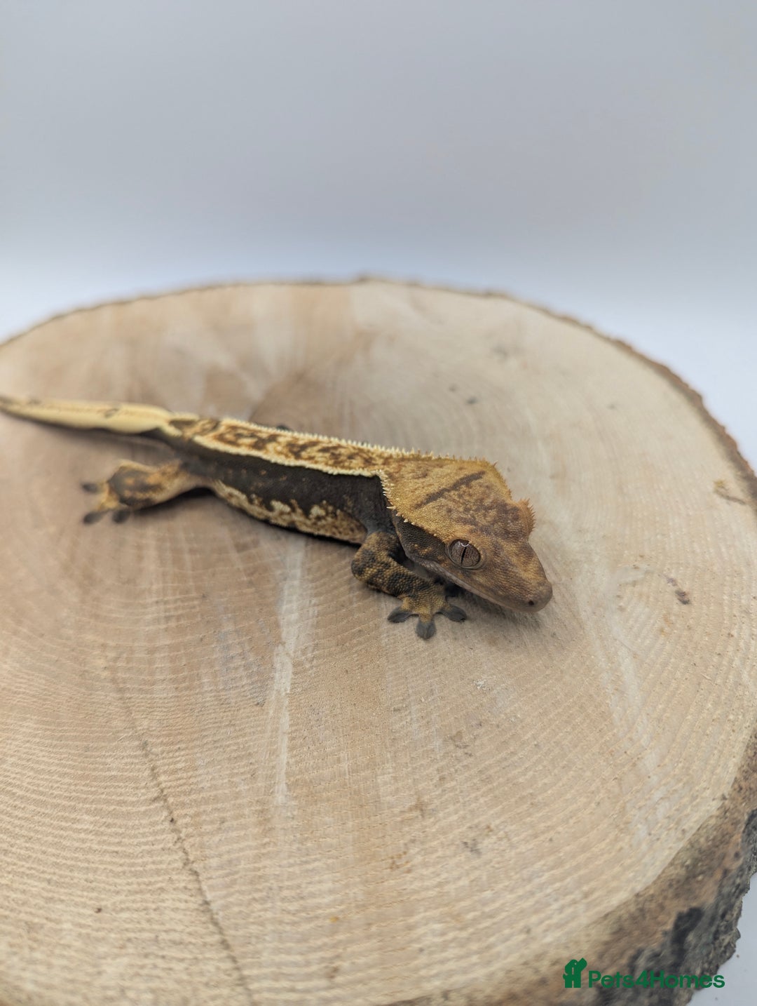 Gecko reptiles for sale: Mixed Morph Crested Gecko - Advert 7