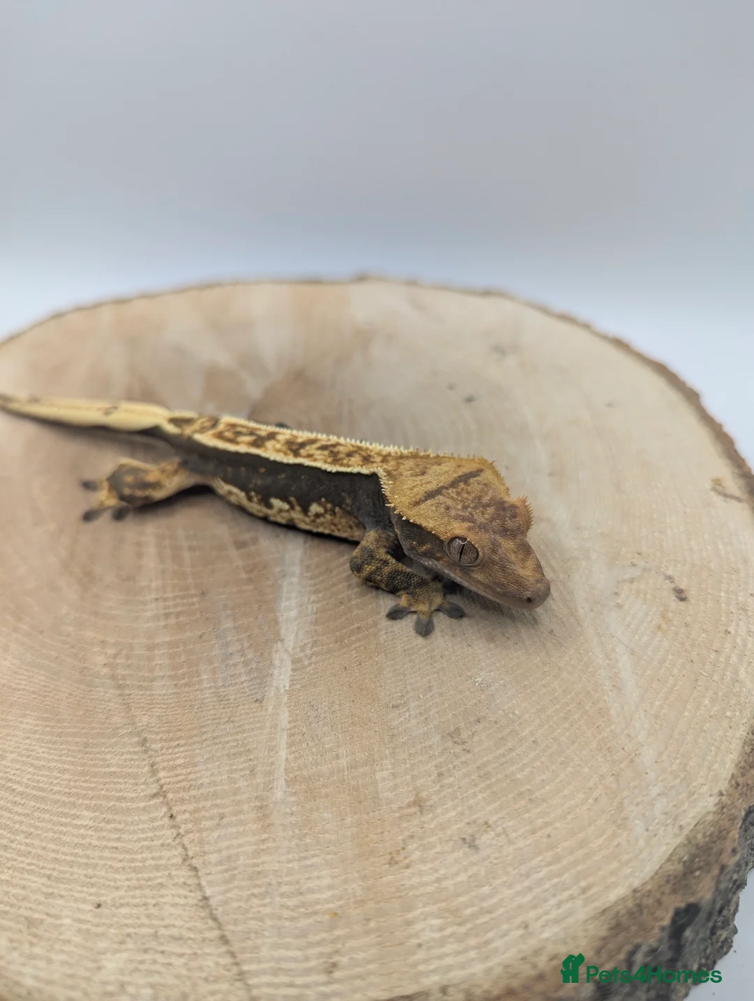 Gecko reptiles for sale: Mixed Morph Crested Gecko - Advert 8