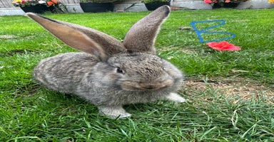 Continental Giant rabbits - Advert 12