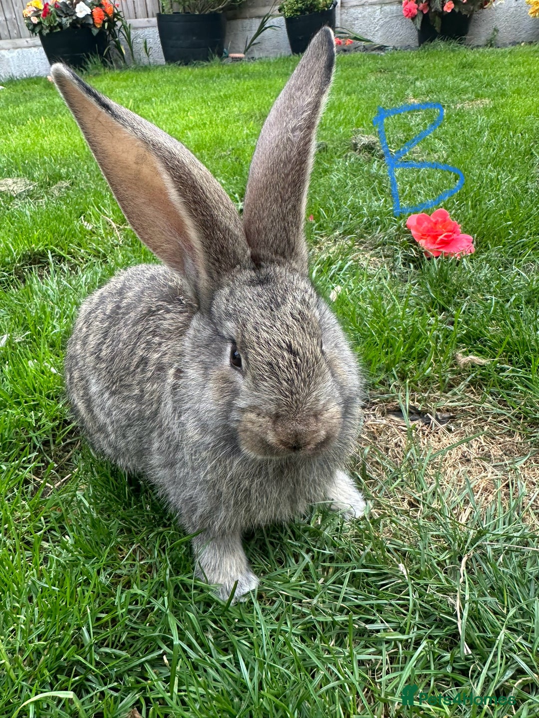 Continental Giant rabbits for sale: Two Male Continental Giant Rabbits For Sale  - Image 3