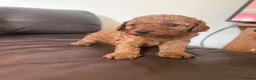 Cockapoo dogs for sale: Puppy  - Advert 4