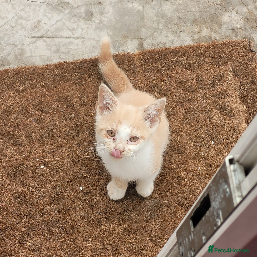 Mixed Breed cats for sale: Kittens to be given into homes  - Image 2
