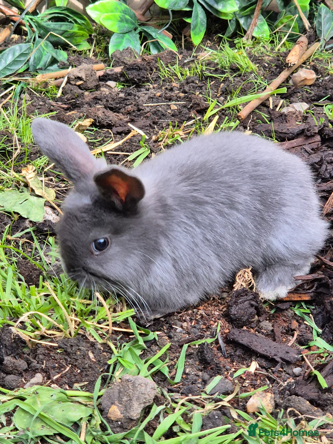 Mixed Breed rabbits for sale: Baby rabbits  in Dagenham - Advert 2