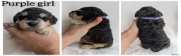 Cockapoo dogs for sale: Beautiful F1b Cockapoo puppies - Advert 11
