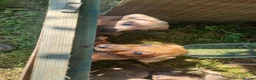 Rhodesian Ridgeback dogs for sale: 🦁RHODESIAN RIDGEBACKS PUPPIES🦁  - Advert 3