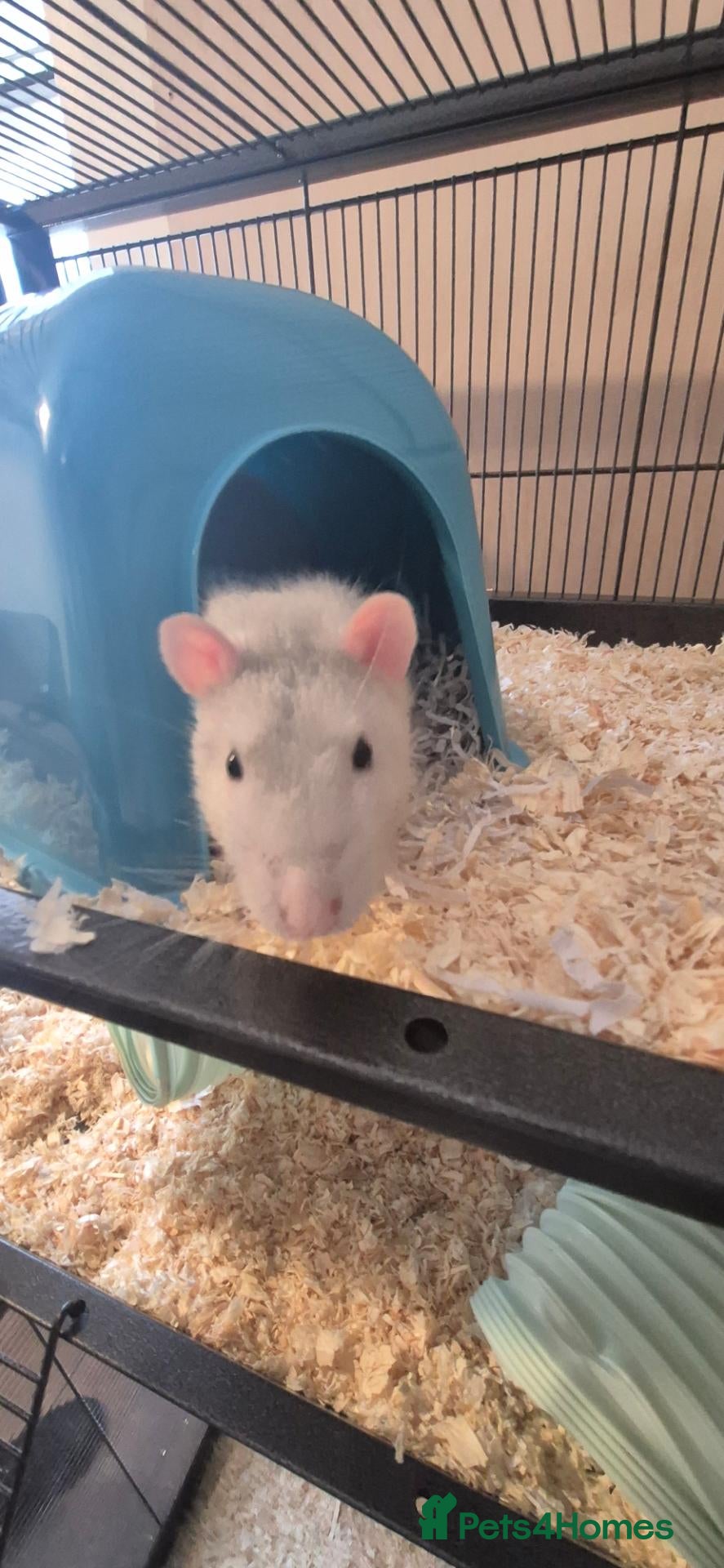 Rat rodents Rats to experienced keeper - Advert 13