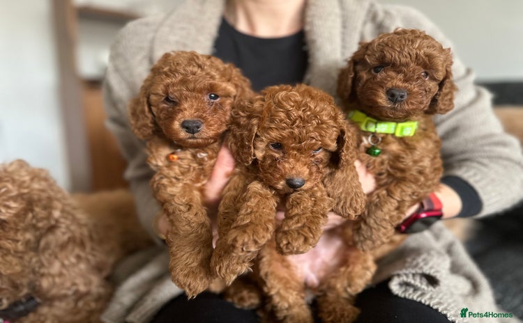 Cockapoo dogs - Advert 8