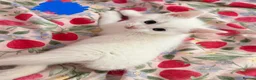 Khao Manee cats for sale: Kittens - Advert 3