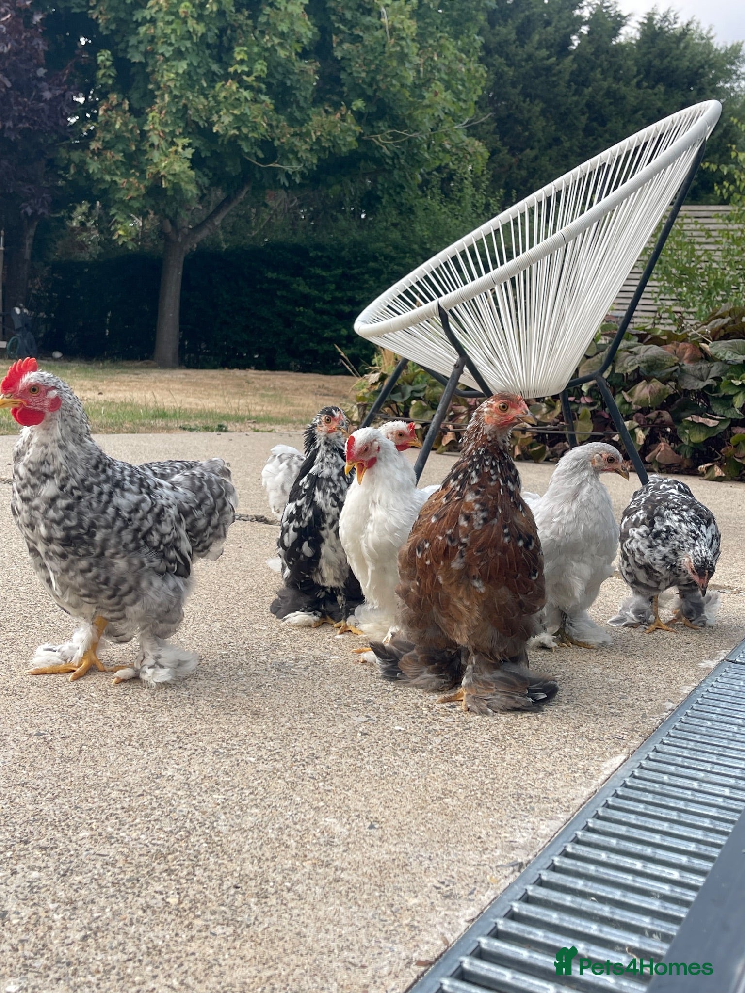 Chickens poultry Pekin Bantams - Advert 1