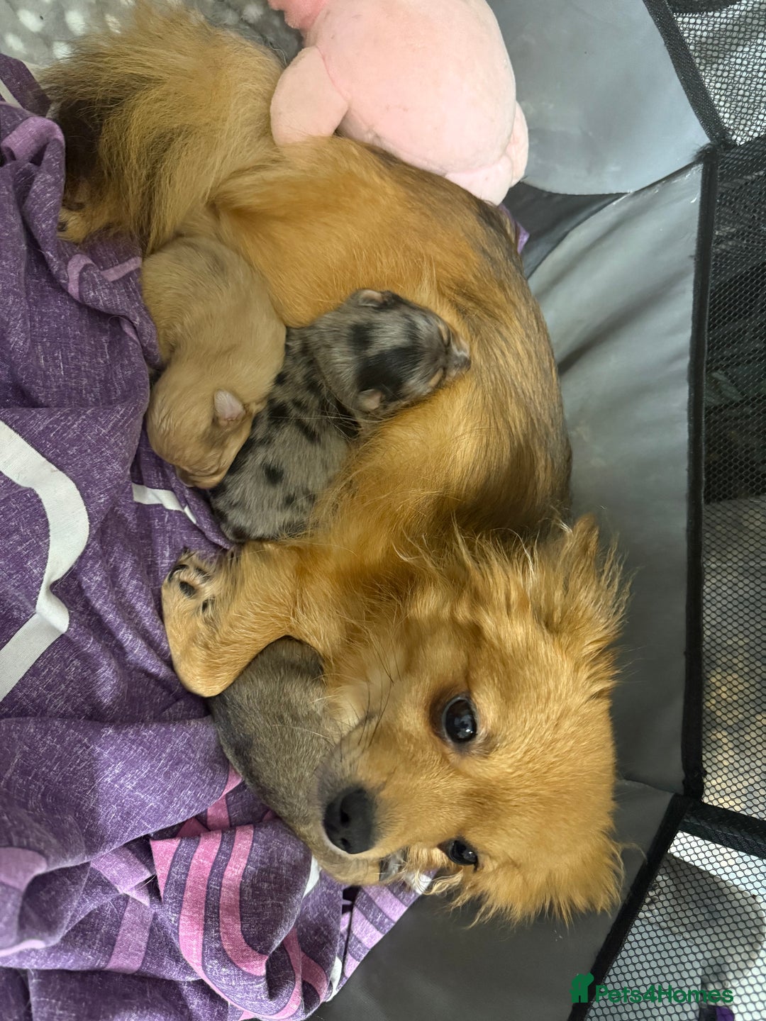 Pomchi dogs for sale: Pomchi puppies 😍 - Advert 2