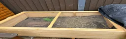 Tortoise reptiles for sale: Sacata tortoise x2 - Advert 5