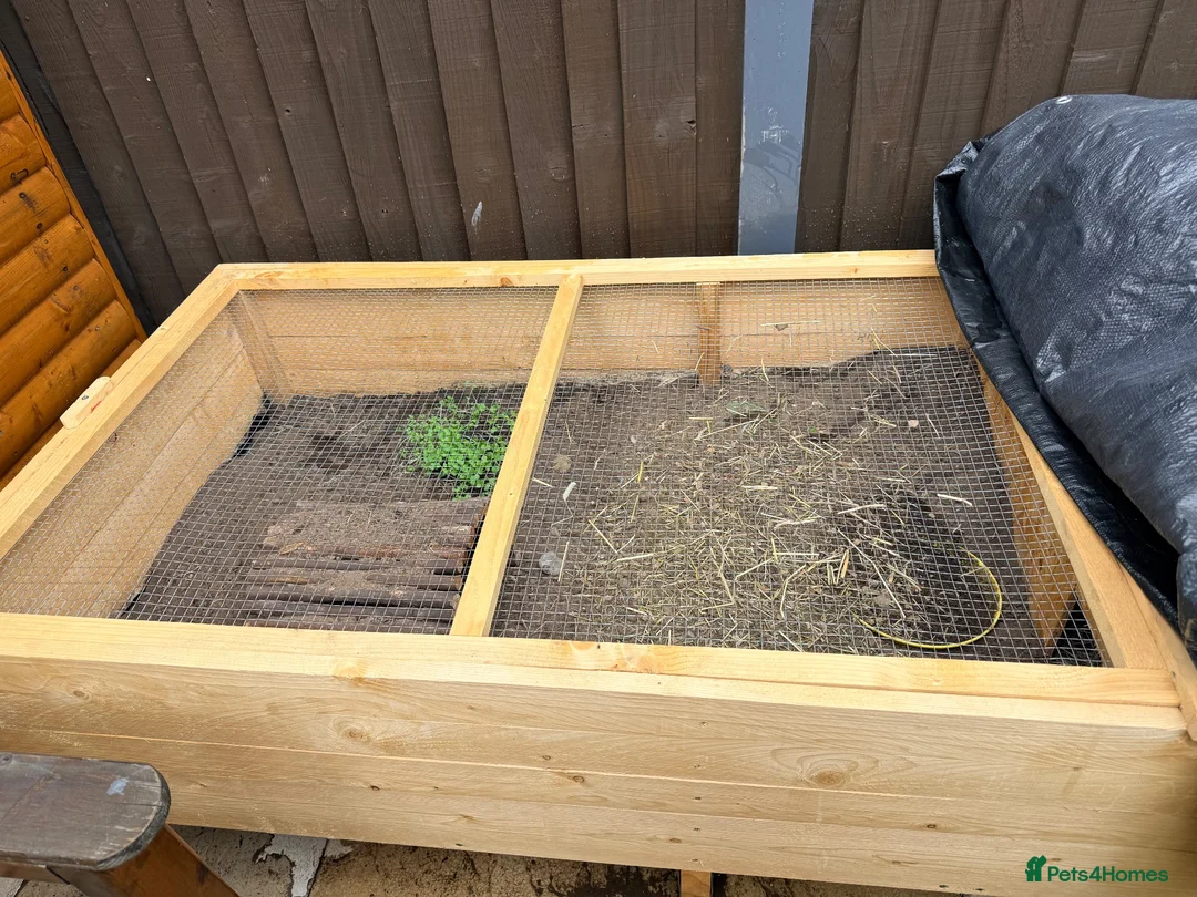 Tortoise reptiles for sale: Sacata tortoise x2 - Advert 5
