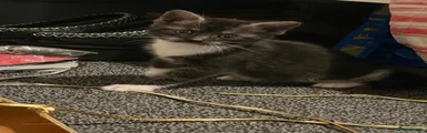 Mixed Breed Kitten 3