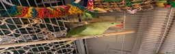 Parakeets birds for sale: Female Alexandrian  - Advert 3