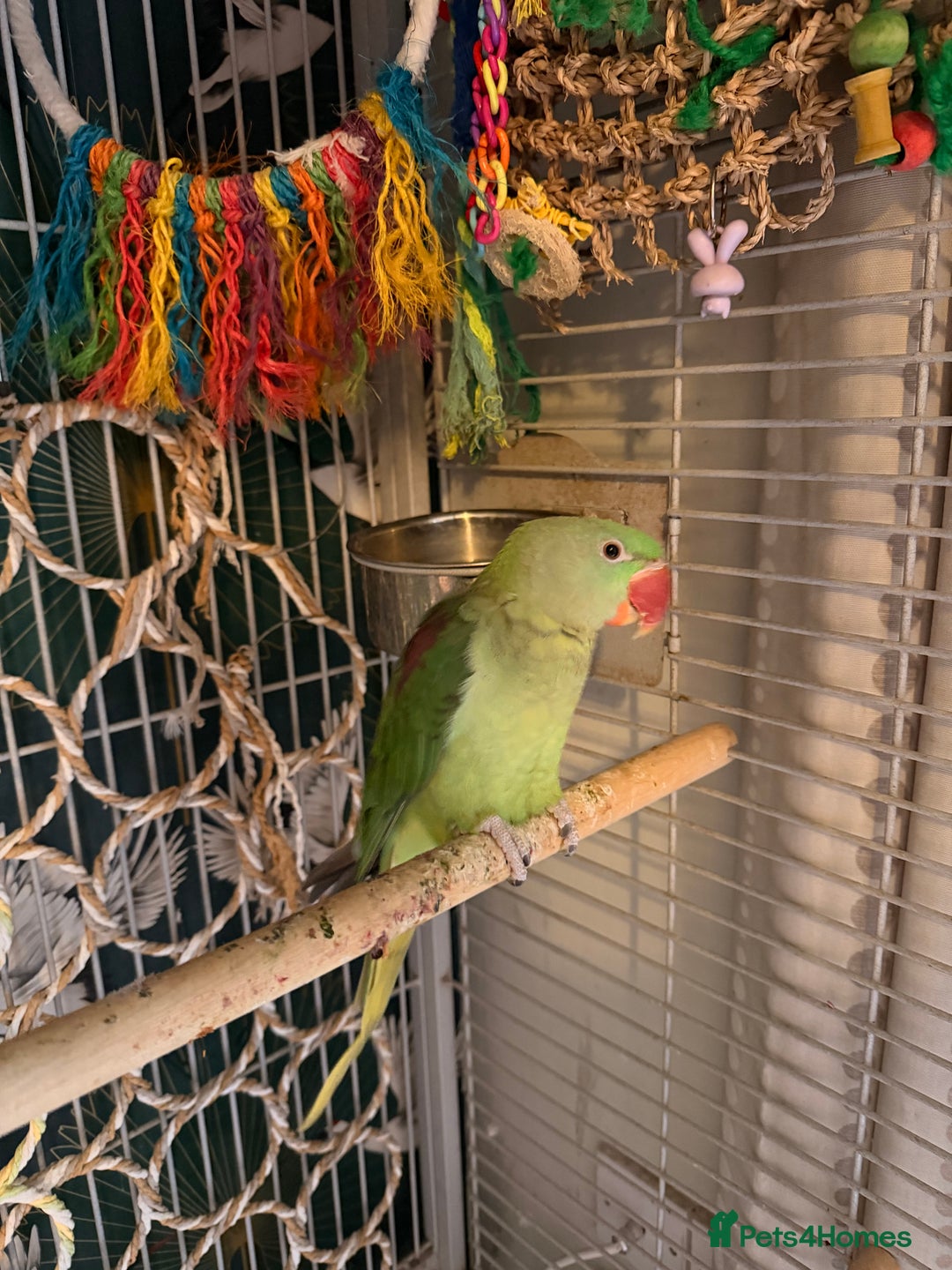 Parakeets birds for sale: Female Alexandrian  - Advert 3