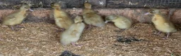 Ducks poultry for sale: Pure breed SILVER RUNNER Ducklings - Advert 7