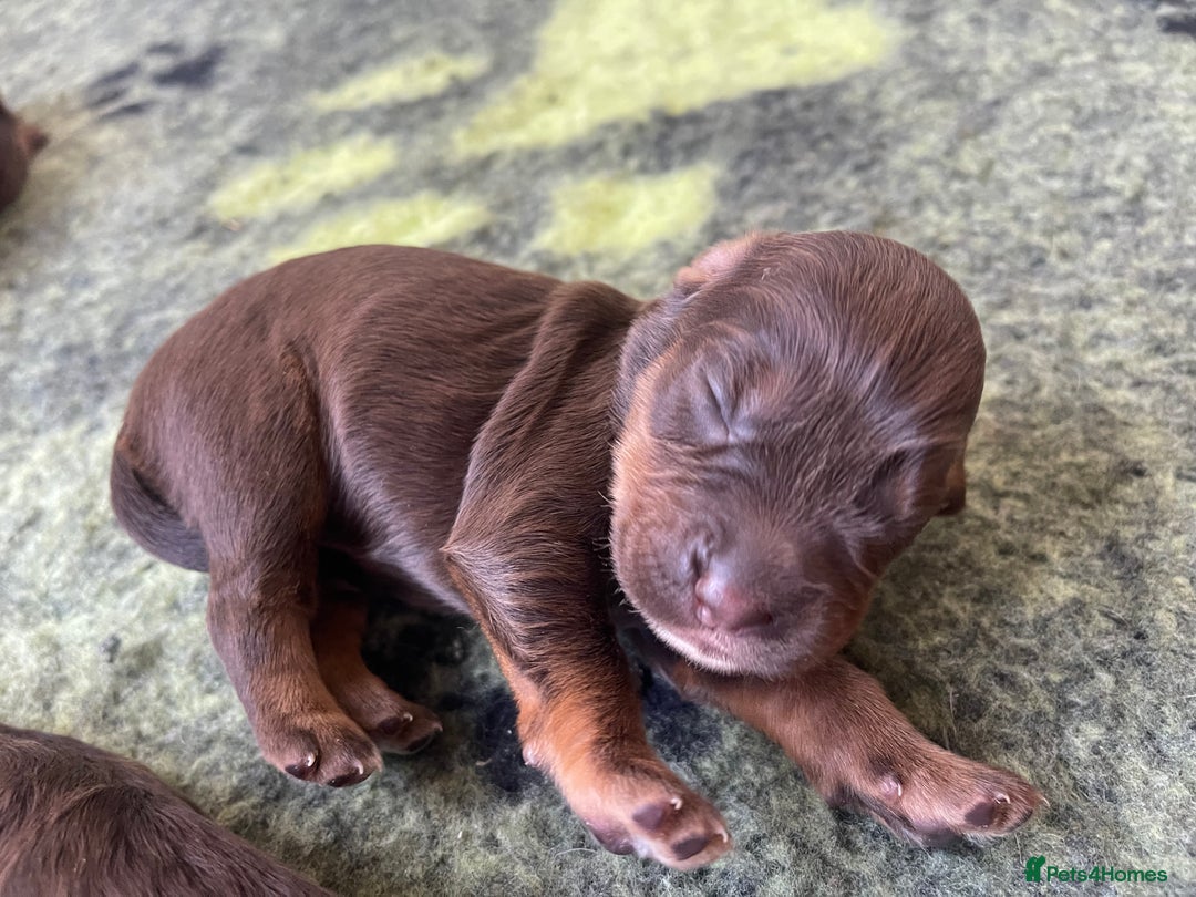 Cocker Spaniel dogs for sale:  KC Registered Working Cocker Spaniel Puppies - Image 34