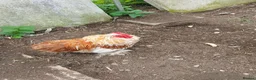 Chickens poultry for sale: 3 pekin bantam cockerals  - Advert 4