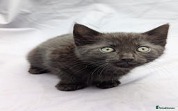 European cats for sale: Beautiful, friendly and playful kittens - Image 25