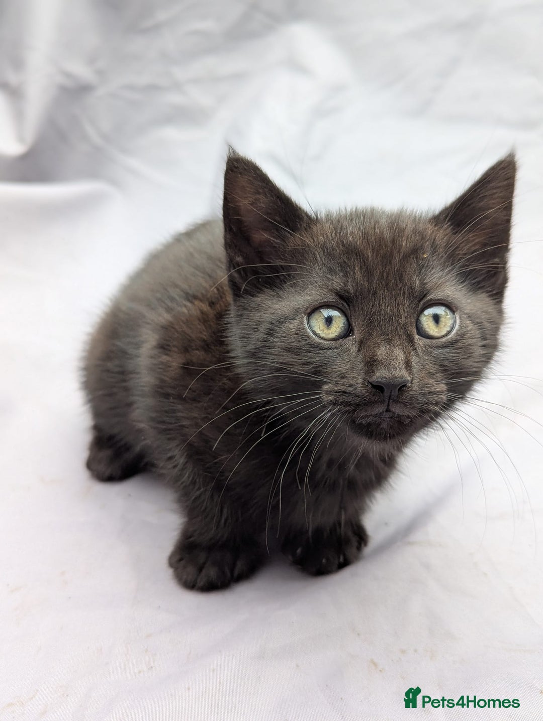 European cats for sale: Beautiful, friendly and playful kittens - Image 25